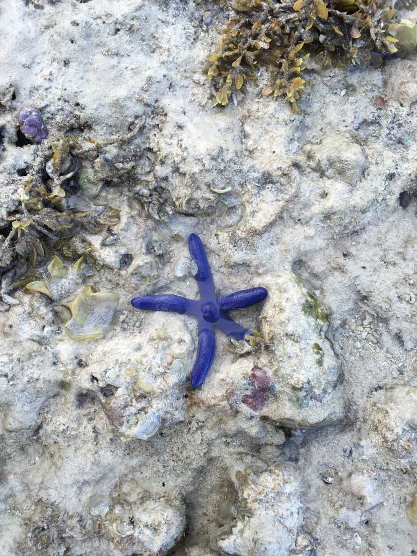 starfish,Basdaku